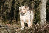 BERGER AUSTRALIEN PUPPIES 596